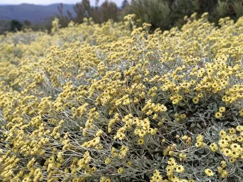 Flower strive Stock Photos