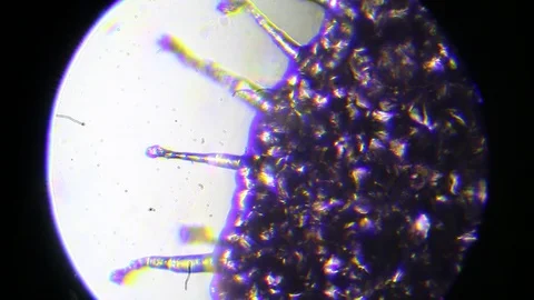 Flower structure under a microscope close-up Stock Footage 122217243