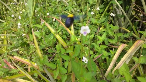 Flower-sucking beetle Stock Footage 238598503