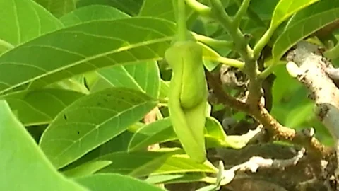 Flower of sugar apple or custard apple that will become a fruit Stock Footage 121307014