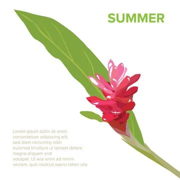 Flower of the summer Illustrazione stock