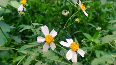 Flower summer of Indonesia Video stock 222537761