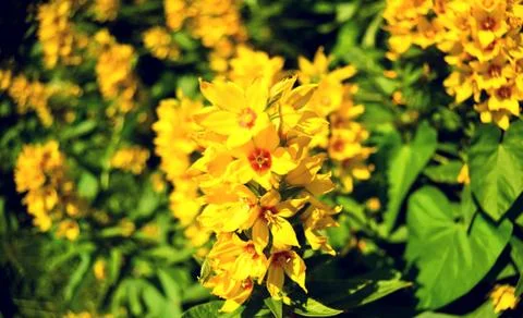 Flower in Summer Stockfoto's