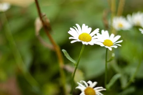 The flower in the summer Foto stock