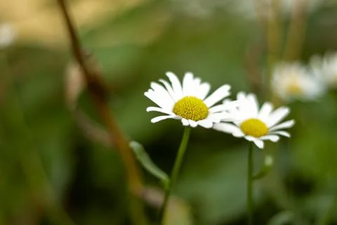 The flower of summer Foto stock