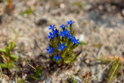 Flower in summer. Stock Photos