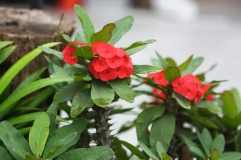 Flower in summer time Stock Photos