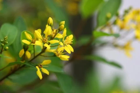 Flower in summer time Stock Photos