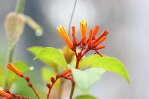 Flower in summer time Stock Photos