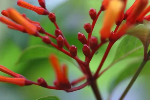 Flower in summer time Stock Photos