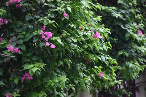 Flower in summer time Stock Photos
