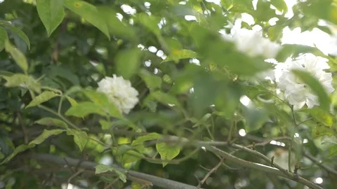 Flower sun Stock Footage 91144517