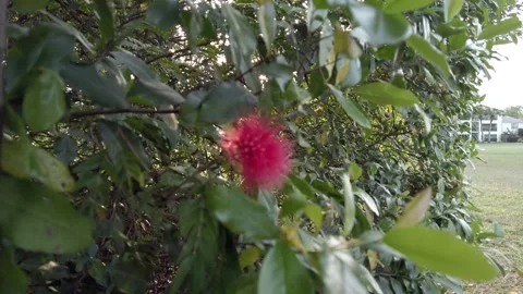 Flower Sun Stock Footage 151180108