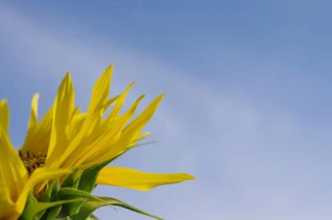 Flower of the sun Stock Photos