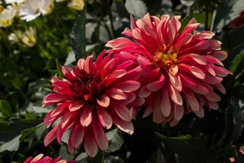 Flower in the sun 库存照片