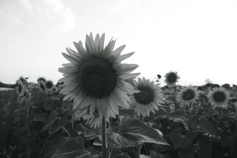 Flower sun Foto stock