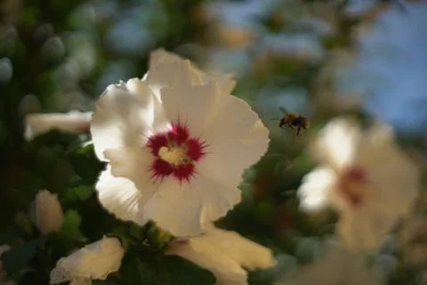 Flower in the sun Foto stock