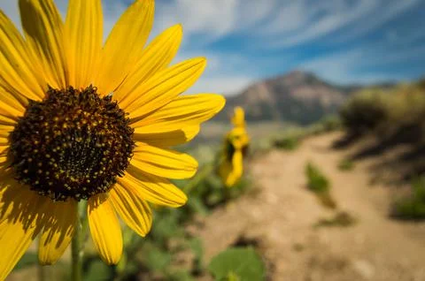 A flower in the sun Stock Photos