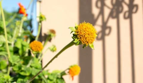 Flower sun set Foto stock