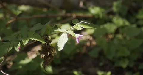 Flower in Sunbeam in the Breeze Stock Footage 152546339