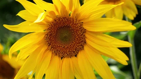 Flower of sunflower close up Video stock 66513637