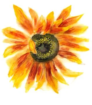 Flower of sunflower Stock Illustration