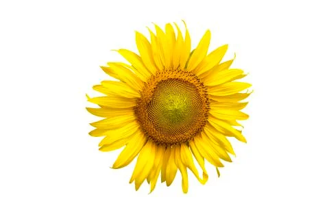 Flower, sunflower isolated on white background. Sunflower with seed. Save wit Stock Photos