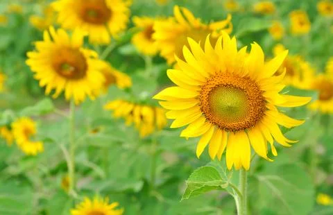 Flower - Sunflower Stock Photos