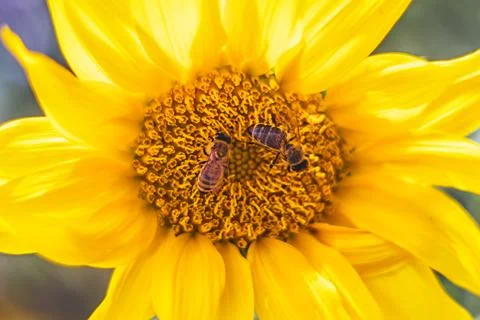 Flower sunflower with pollinating bees Stock Photos
