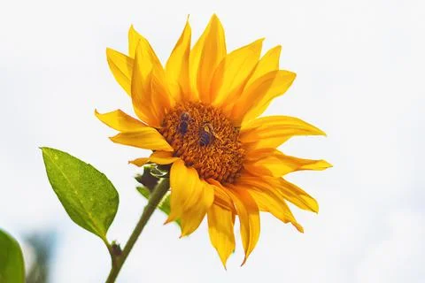 Flower sunflower with pollinating bees Stock Photos