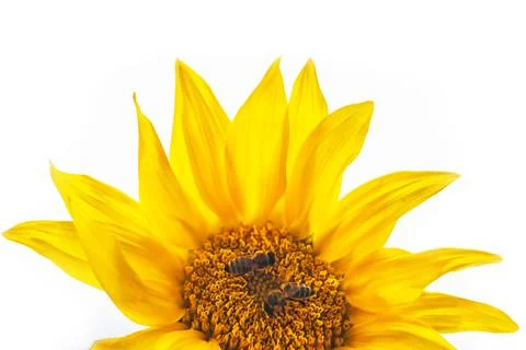 Flower sunflower with pollinating bees Stock Photos