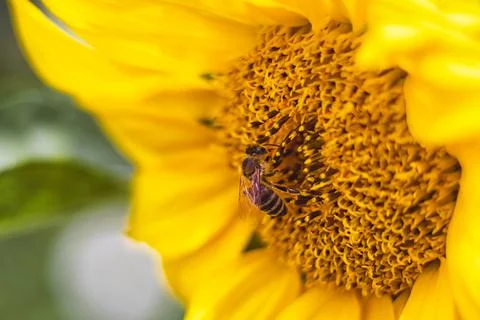 Flower sunflower with pollinating bees Stock Photos