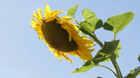 Flower sunflower swaying in the wind Stock Footage 69953953
