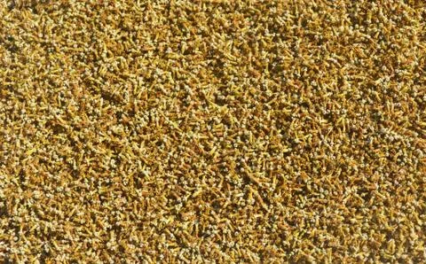 Flower of sunflowers Stock Photos