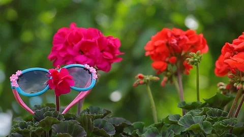 Flower sunglasses wind tree background garden hd footage Video stock 108497031