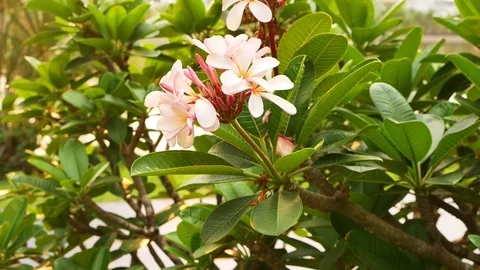 Flower sunlight pan Stock Footage 106078788