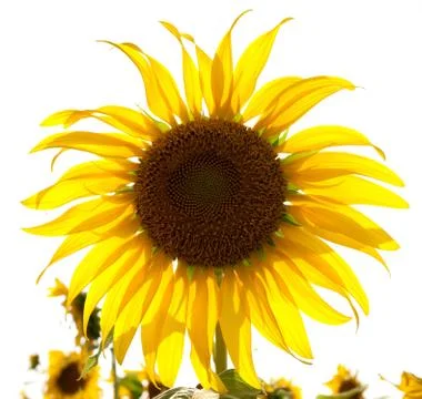 Flower in the sunlight Stock Photos