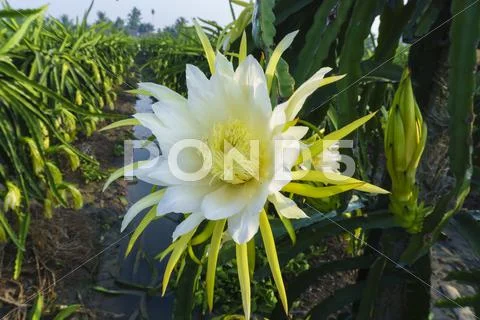 Flower in sunlight Stock Photos