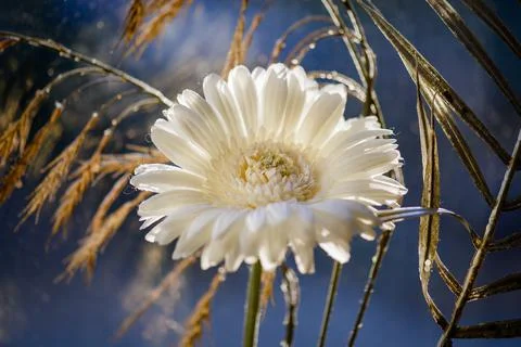 Flower In Sunlight Stock Photos