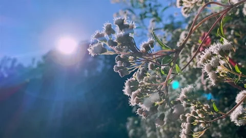 Flower with Sunlight in Spring, Wild Daisy Flowers and Sun in Spring Time Stock Footage 151357614