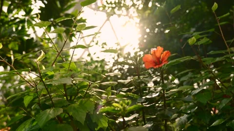 Flower with sunny light Stock Footage 228711833