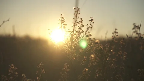 Flower at sunriseHD Video stock 85739174