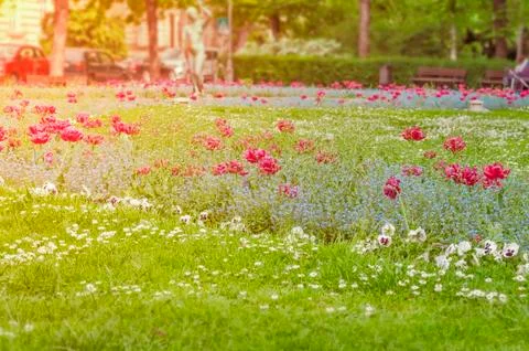 Flower with sunset background Stock Photos