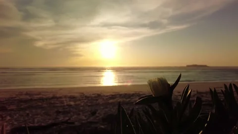 Flower on the sunset beach background. Summer tropical vacation on sea coast Stock-Footage 152784199