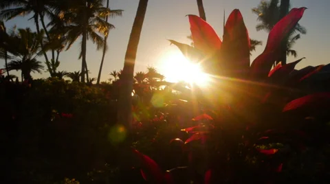 Flower at Sunset with Lens Flare Stock Footage 46939641