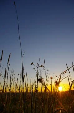 Flower sunset Stock Photos