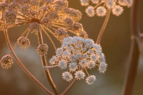 Flower in sunset Stock Photos