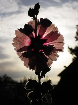 Flower at sunset Stock-Fotos