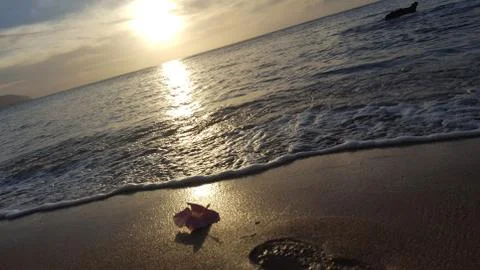 Flower Sunset Stock Photos