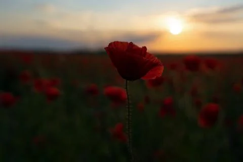 A flower at sunset Foto stock